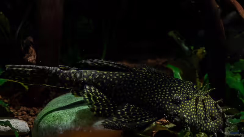 2018-12 Antennenwels Mann  von Herr Lampe (83)