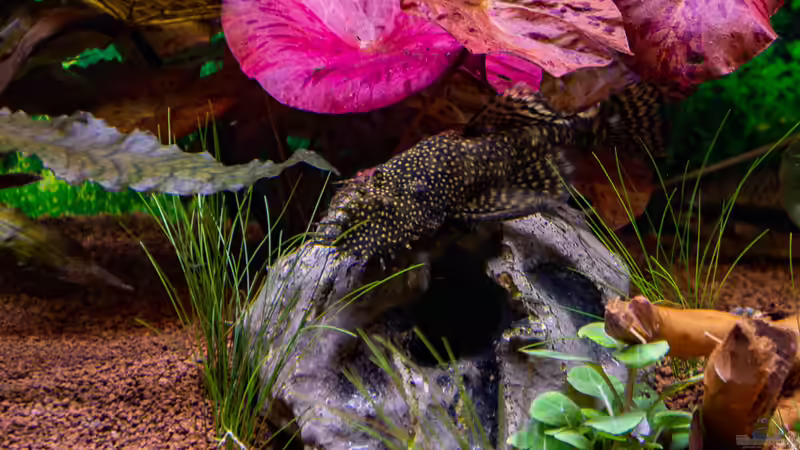 2018-12 Antennenwels vor seiner Haustür  von Herr Lampe (52)