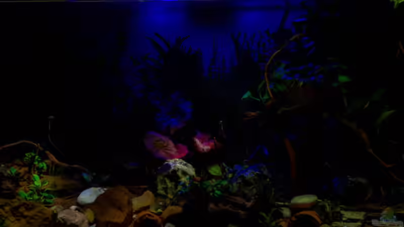 2018-12 Becken mit Mondlicht - Vordergrund mit Taschenlampe beleuchtet von Herr Lampe (19)