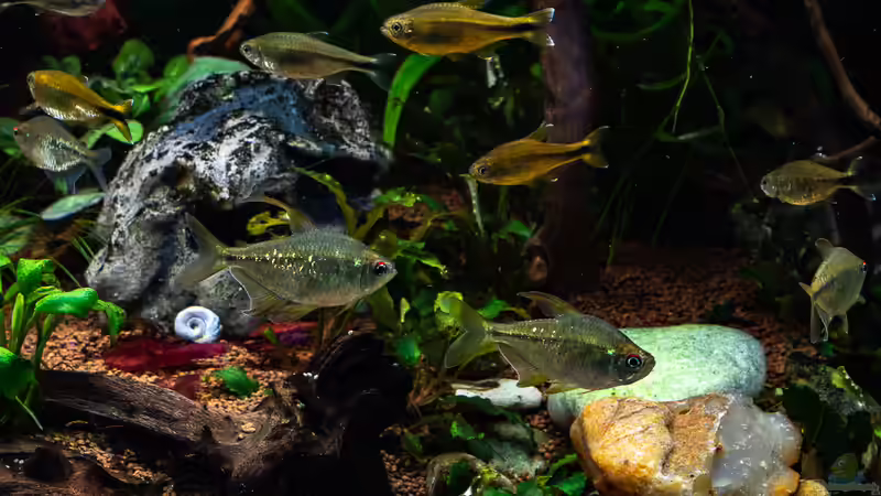 2018-12 Brilliant- und Kupfersalmler von Herr Lampe (81)