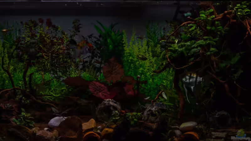 2018-12 Dämmerung von Herr Lampe (17)