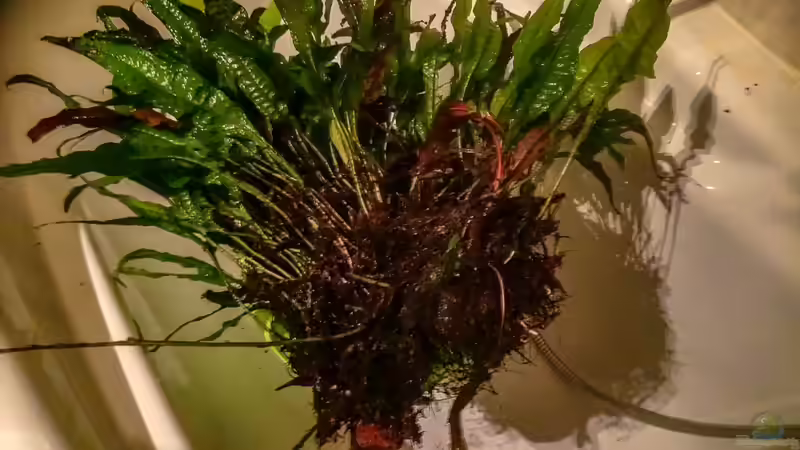 2018-12 Javafarn auf Wurzel sehr stark verwurzelt und moderich, ist 12-18 raugeflogen von Herr Lampe (35)