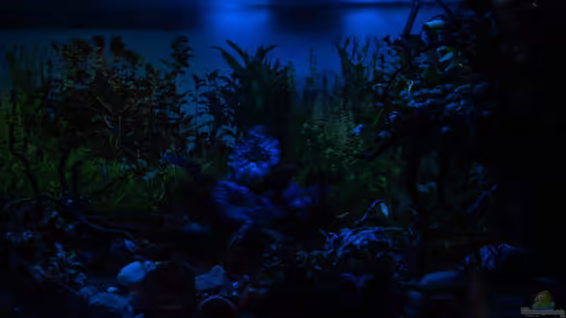 2018-12 Rest Tageslicht mit Mondlicht von Herr Lampe (18)