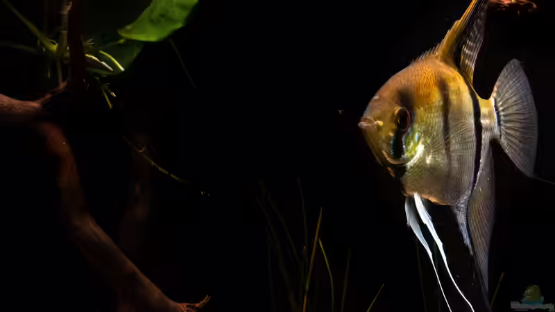 2018-12 Skalar vor dem HMF (nicht mehr im Bestand) von Herr Lampe (78)