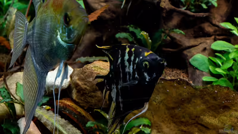 2018-12 Skalare auf der Suche nache einem Laichplatz  (nicht mehr im Bestand) von Herr Lampe (79)