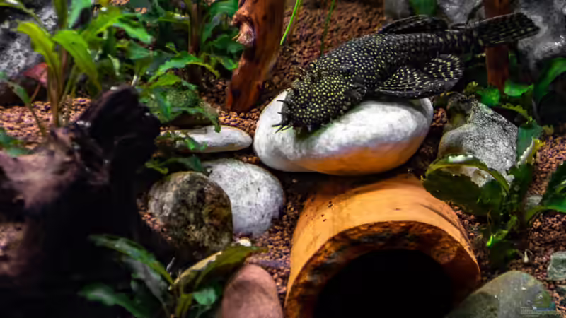 2018-12 Wels vor seiner Höhle von Herr Lampe (53)