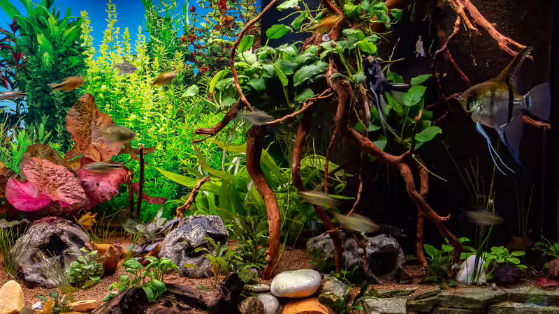 2018-12 Wurzel am HMF neu gestaltet von Herr Lampe (16)