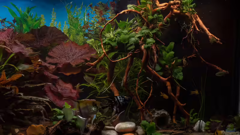 2018-12 Wurzel nach dem die erste stark verrottet war und erneuert werden musste von Herr Lampe (54)