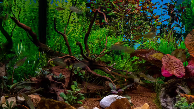 2018-12 Wurzel neu gestaltet  von Herr Lampe (15)