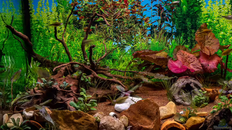 2018-12 Wurzel und Tiegerlotus im Vordergrund Felskante der Terrasse  von Herr Lampe (20)