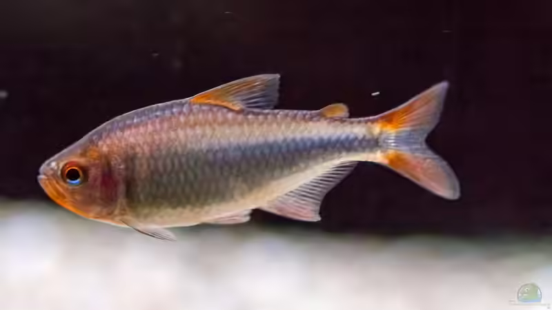 2018 Brombeer Salmler Hyphessobrycon wadai von Diskus-Amanã (107)