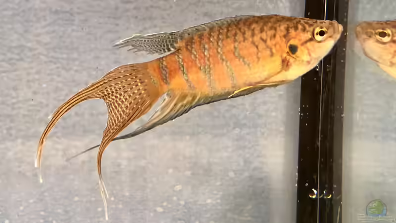 2019 ??? 150 Jahre Aquaristik, Teil 1