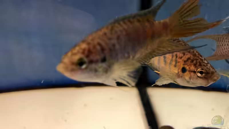 2019 ??? 150 Jahre Aquaristik, Teil 1