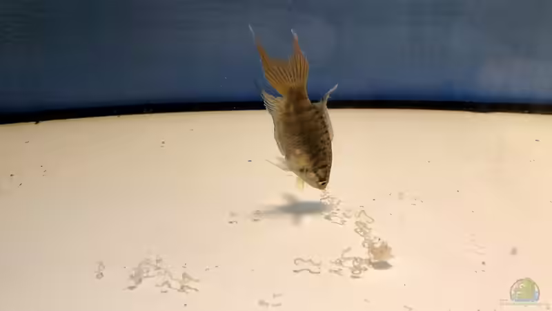 2019 ??? 150 Jahre Aquaristik, Teil 1