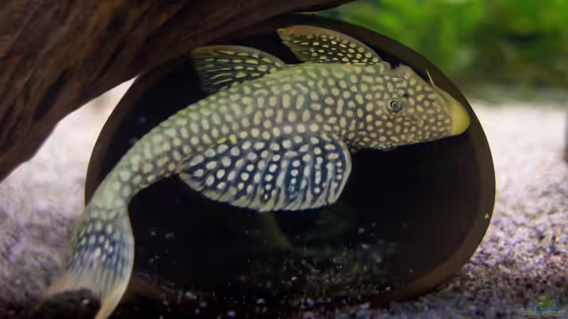 2019, Sonnenwels L14, Scobinancistrus aureatus von Diskus-Amanã (100)