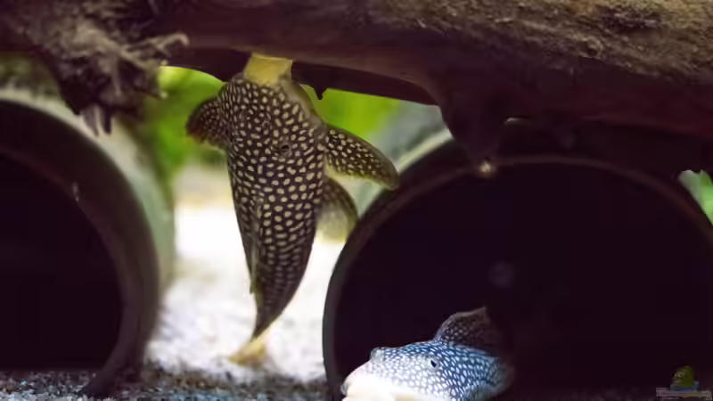 2019, Sonnenwels L14, Scobinancistrus aureatus von Diskus-Amanã (98)