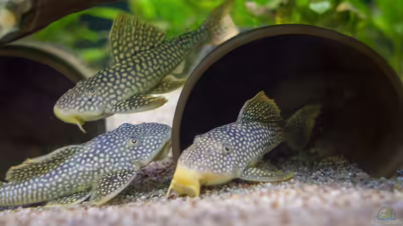 2019, Sonnenwels L14, Scobinancistrus aureatus von Diskus-Amanã (99)