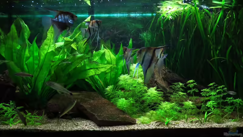 2019-01-20 von Jan16 (2)