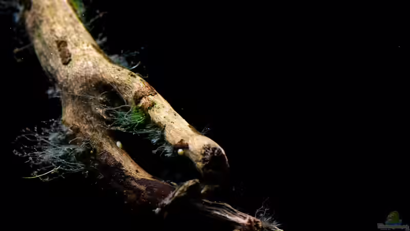 2019-01 Algen, ja auch die habe ich im Becken. Wenige aber die sehen toll aus! von Herr Lampe (32)