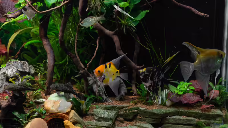 2019-01 Die Terasse aus Schieferplatten am HMF zur Frontscheibe  von Herr Lampe (10)