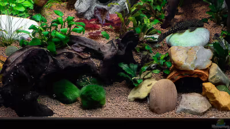 2019-01 Kante zur Frontscheibe in der Mitte des Beckens von Herr Lampe (12)