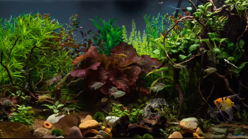 2019-01 Mein Becken am Neujahrstag in der Gesamtansicht von Herr Lampe (8)