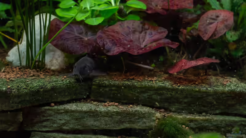 2019-01 Metalpanzerwels in Schwarz  von Herr Lampe (77)