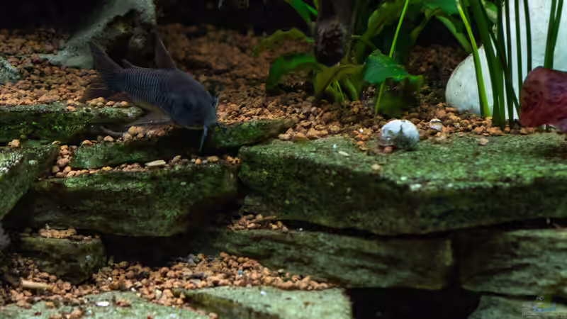 2019-01 ohne Algen würde diese Terrasse nicht natürlich aussehen von Herr Lampe (33)