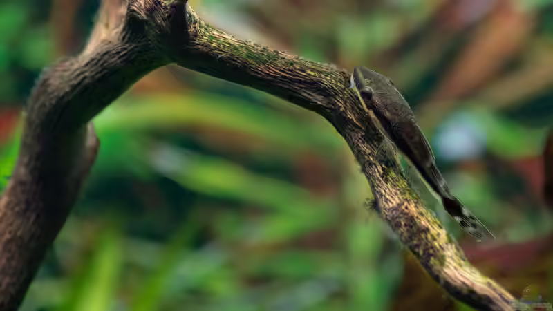 2019-01 Otto würde ohne Algen hungern müssen! von Herr Lampe (34)
