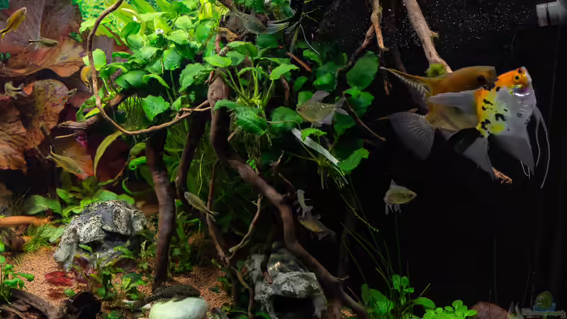 2019-01 Wurzel am HMF auf der Anubias wachsen. Tolles Versteck für kleine Fische von Herr Lampe (11)