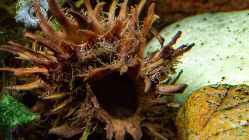 2019-02 Hexennuss von Herr Lampe (51)