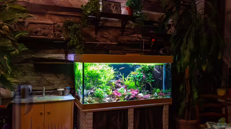 2019-02 Mein Aquarum vor der neu gestalteten Wand von Herr Lampe (6)