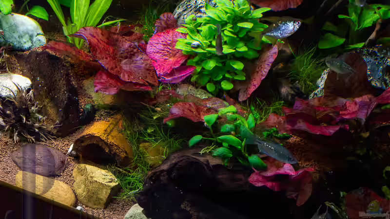 2019-02 meine Tigerlotusptoduktion, bald sind sie zu groß - aber die nächsten sprießen von Herr Lampe (31)