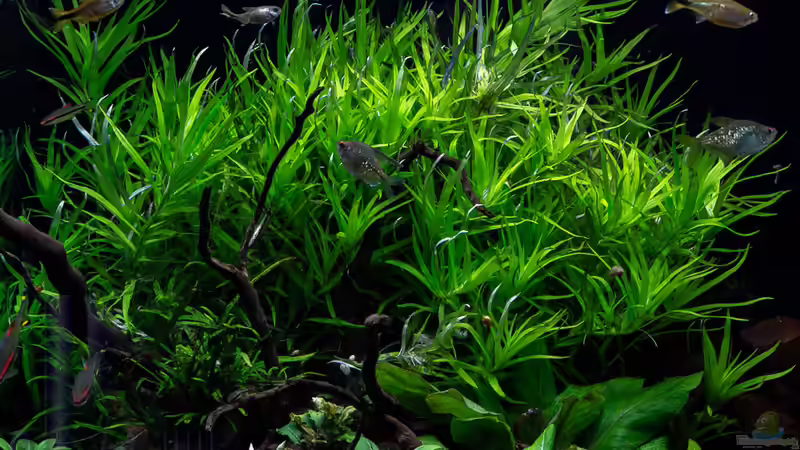 2019-02 Seegrasblättriges Trugkölbchen - Heteranthera zosterifolia hinter der Wurzel von Herr Lampe (29)