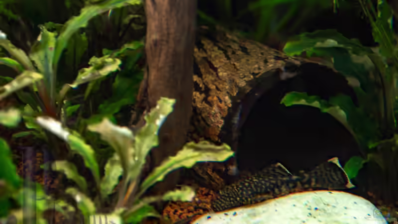 2019-03 Seemandelbaumrinde zwischen der Wurzel von Herr Lampe (49)