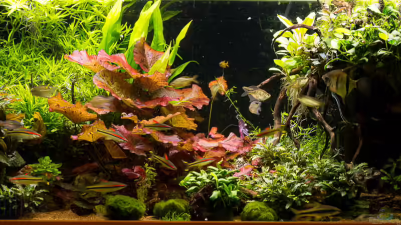 2019-11 Das Aquarim läuft stabil, die Pflanzen wachsen kräftig und prächtig von Herr Lampe (4)
