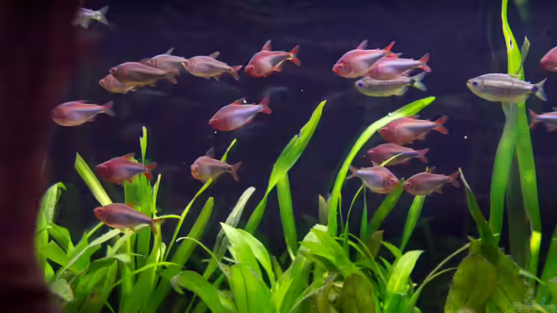 2019 Brombeer Salmler Hyphessobrycon wadai von Diskus-Amanã (101)