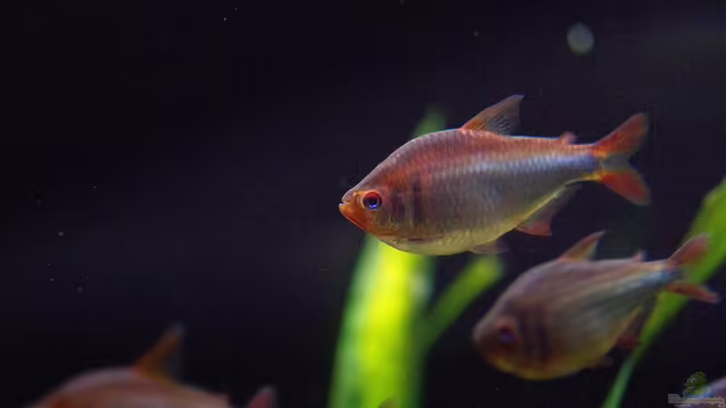 Hyphessobrycon wadai im Aquarium (Einrichtungsbeispiele für Brombeer Salmler)