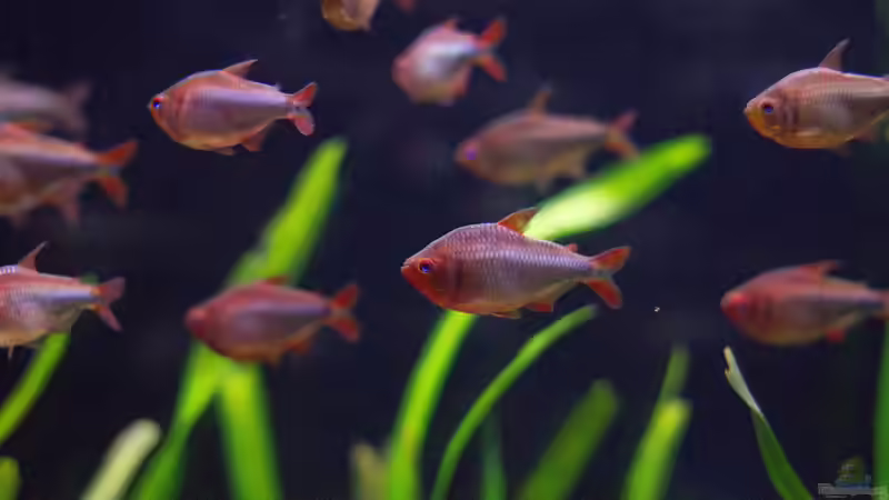 Hyphessobrycon wadai im Aquarium (Einrichtungsbeispiele für Brombeer Salmler)