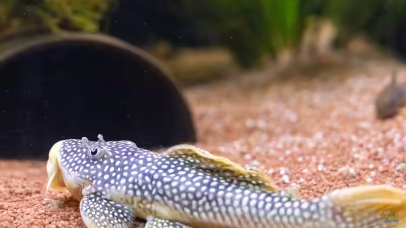 2020, Sonnenwels L14, Scobinancistrus aureatus von Diskus-Amanã (81)