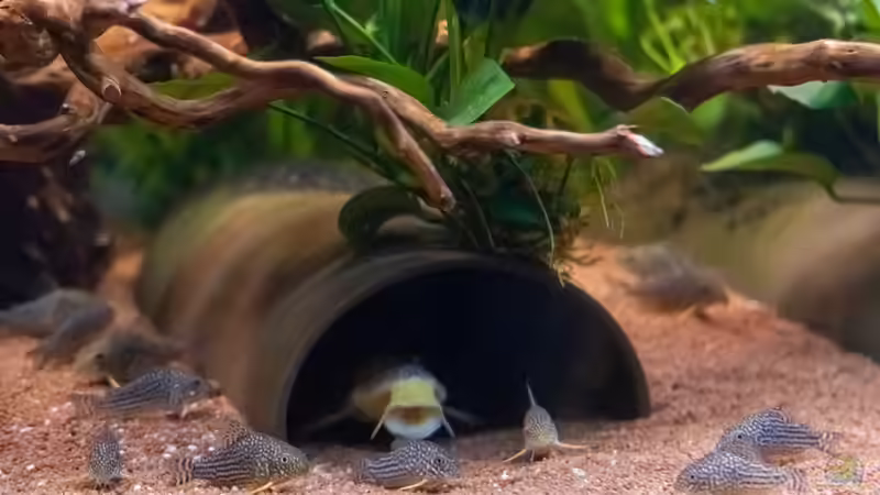 2020, Sterbai Panzerwelse, Corydoras sterbai von Diskus-Amanã (84)