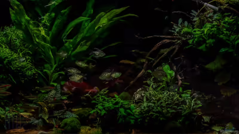 2020-01 - Das Becken am Abend von Herr Lampe (2)