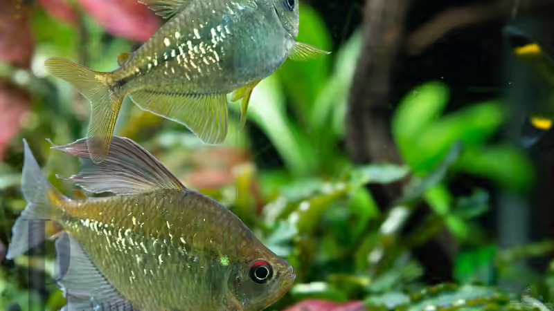 2020-01 Brillantsalmler - Moenkhausia pittieri von Herr Lampe (74)