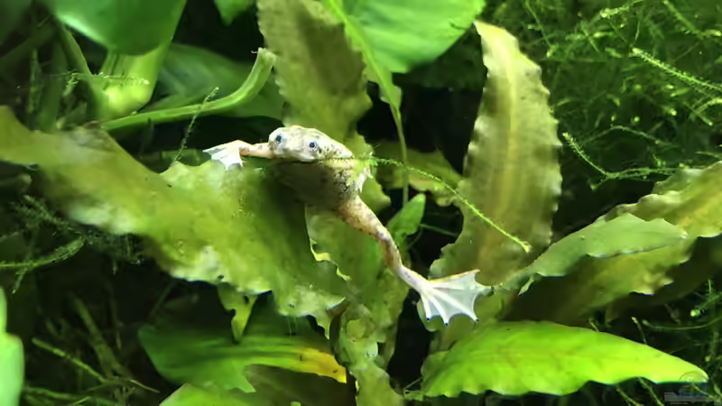 2020-08-25 von Kamelot (10)