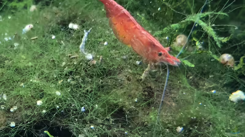 2020-09-30 von Kamelot (12)