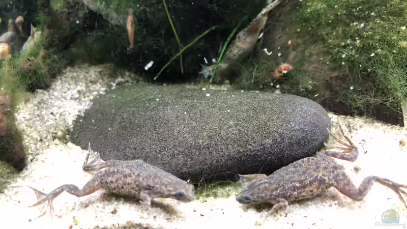 2020-09-30 von Kamelot (8)