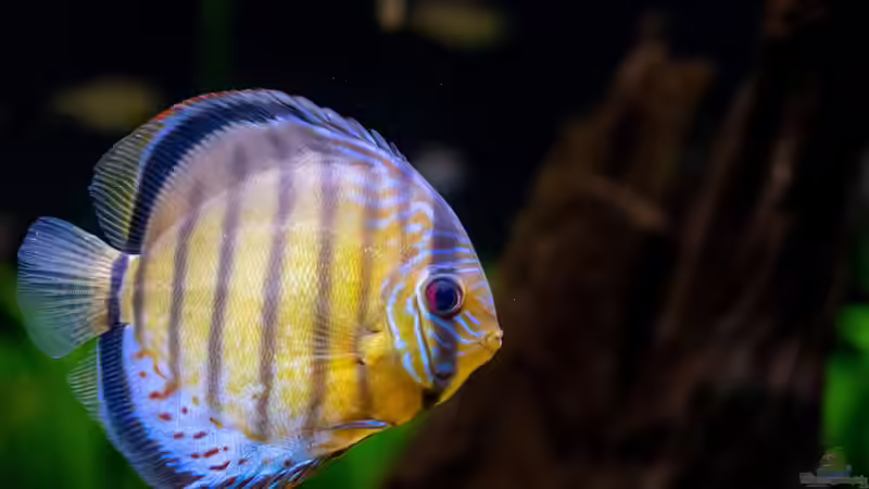 2020 Grüne Diskus WF Rio Tefe,  Symphysodon aequifasciatus von Diskus-Amanã (89)