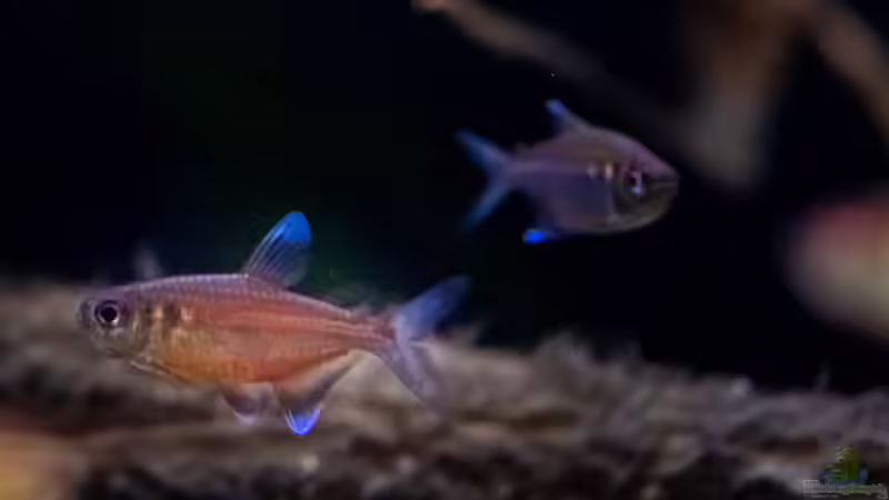 2020 Hemigrammus coeruleus von Diskus-Amanã (91)