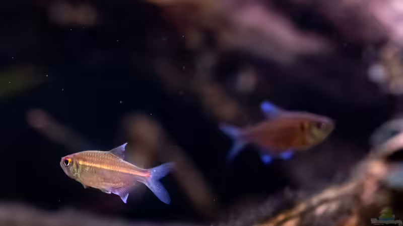 Hemigrammus coeruleus im Aquarium halten (Einrichtungsbeispiele für Roter Chamäleonsalmler)