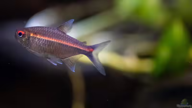 Hemigrammus coeruleus im Aquarium halten (Einrichtungsbeispiele für Roter Chamäleonsalmler)